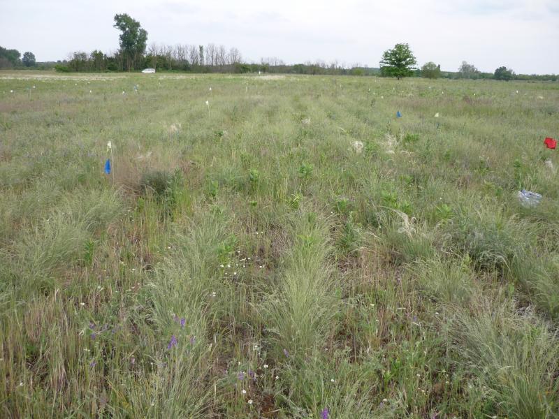 Use of the seed bank samples for reintroduction of species
