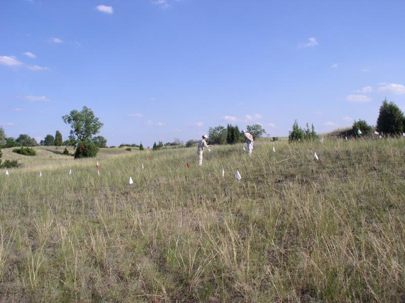 Monitoring of reference sand grassland