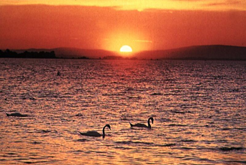 Sunset over Lough Neagh (swans in foreground)