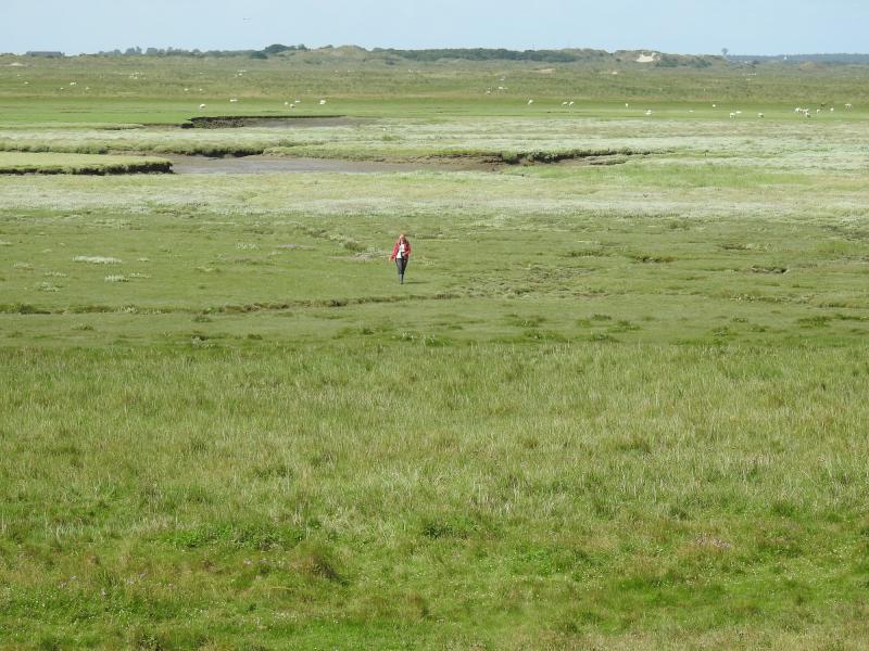 Scientist walking on the grazed saltmarsh of the island of Ameland bordered by artificial dunes