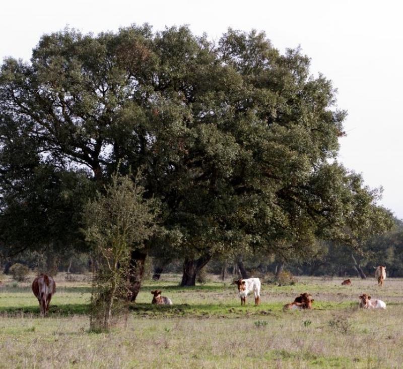 Cattle in the montado landscape
