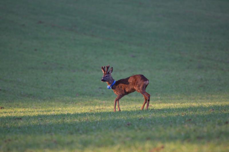 Roe deer with GPS collar (photo: CEFS)