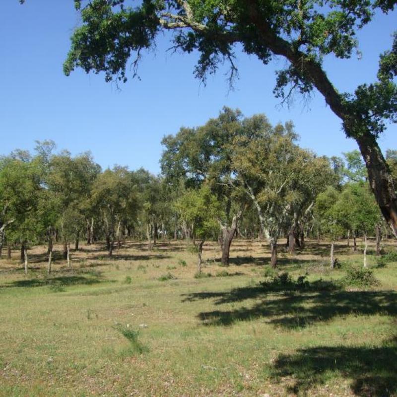 photo credits: Alzira Ramos