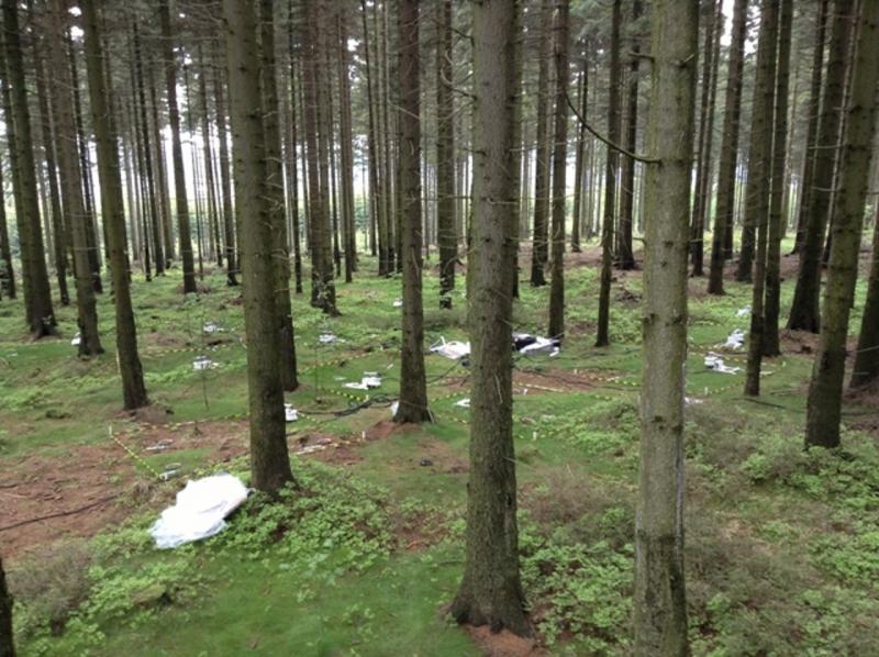 Nacetin spruce stand