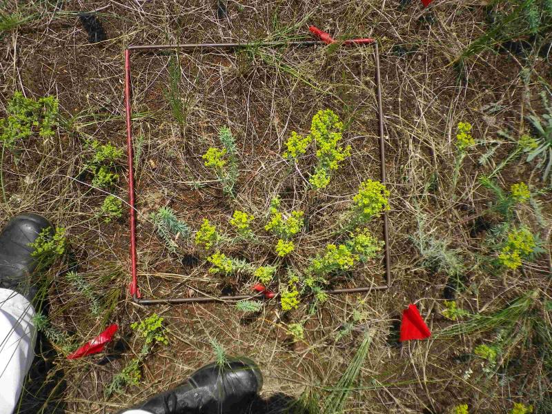 KISKUN LTER, Orgovany site, open sand grassland