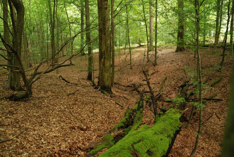 strict forest reserve (Unesco WH)