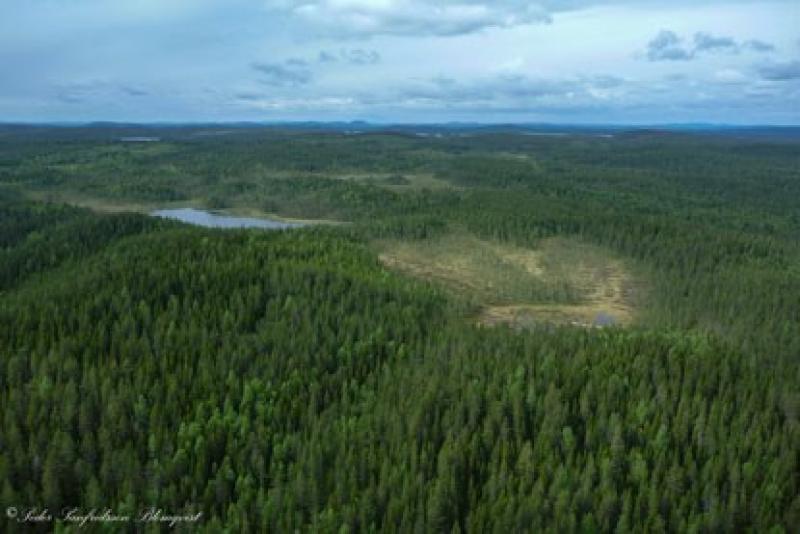 The boreal forest around the ICOS tower in Svartberget