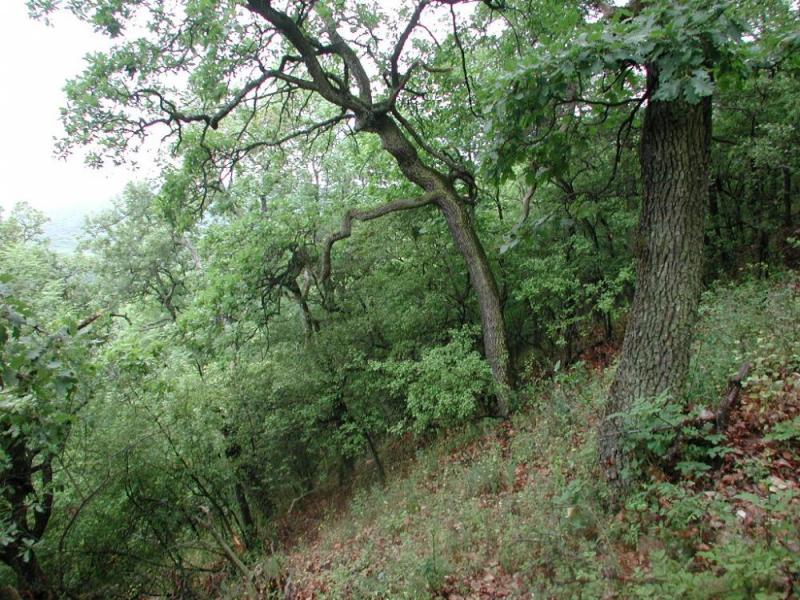 Pannonian dry oak forest stand with downy oak. Photo by F. HorvÃ¡th