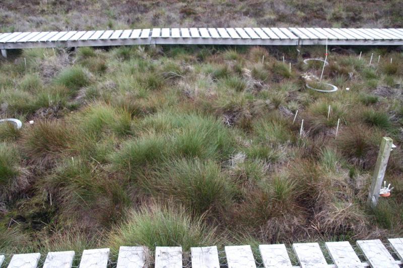 Due to the effect of N-dry deposition the Eriophorum and grasses the dominating vegetation