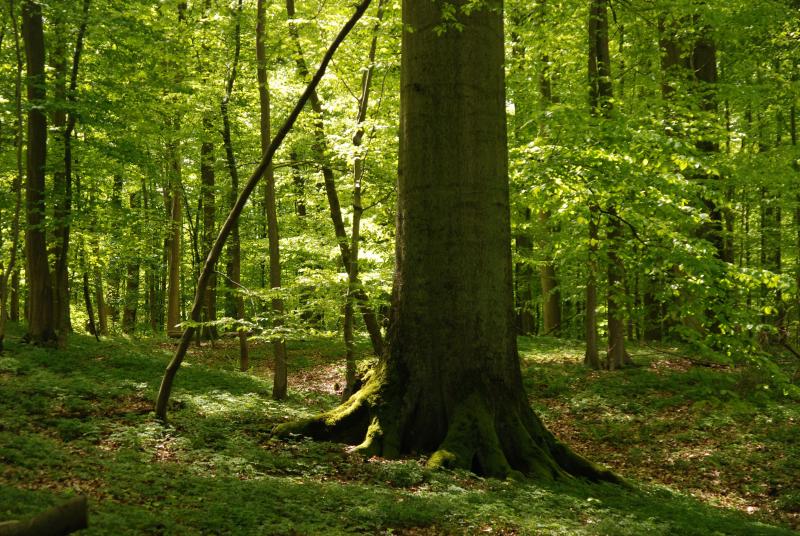 old monumental beech trees (DBH&gt;130 cm) in the strict forest reserve