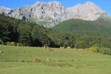 Forest, pastures and rock formations in Vegabaño in the most occidental massif of Picos de Europa