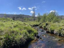 Holtemme: Upstream reach subjected to forest dieback