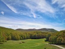 Beech forest view