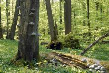 Deadwood in the National Park Hainich. (picture: T. Stephan)