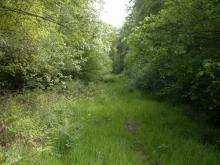 Forest track (ride) Alice Holt forest