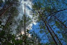 Hyytiälä forest and Tall tower