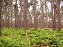 Overview of the ICP Forests Level II plot showing throughfall collectors and litterfall collectors