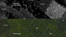 Close-up aerial photo of a tree species experiment