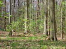 Natural regeneration of maple under old beech trees at level II plot in Sonian forest