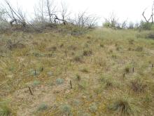 Bugac, burnt site