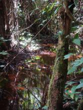 The Mengong stream