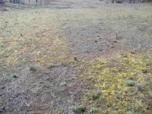 Ecological restoration of fallow land with soil N immobilization