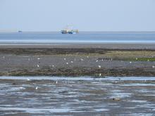 Birds feeding on exposed intertidal flats with a mussel bed and a vessel fishing for shrimp in the gully