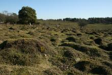 The antscape - Dstl