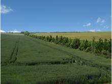 Intensively used agricultural land